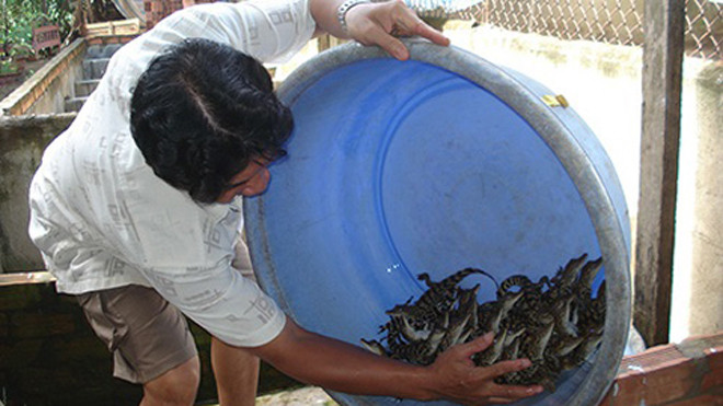 Thương lái Trung Quốc thu mua cá sấu, giá vọt lên cao kỷ lục
