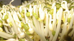 Cách phân biệt giá đỗ dùng chất kích thích