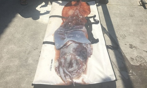 Xác con mực khổng lồ tìm thấy ở vùng biển Hawaii. Ảnh: Mathew Fowler.