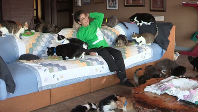 Căn nhà chỉ rộng 390 mét vuông nhưng lại chứa tới 1.100 chú mèo.