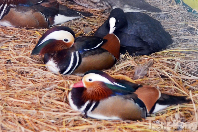 Những con vịt uyên ương được chào bán với mức giá từ 4-5 triệu đồng một con.