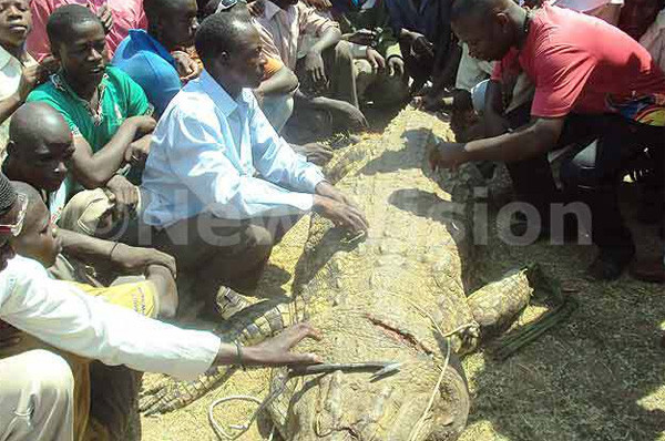 Dân làng vây quanh con cá sấu khủng bị ông Batambuze hạ bằng lao - Ảnh: NewVision