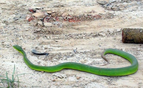 Rắn lục đuôi đỏ xuất hiện tại P.Hòa Khánh Bắc - Ảnh: Nguyễn Tú/ Thanh Niên