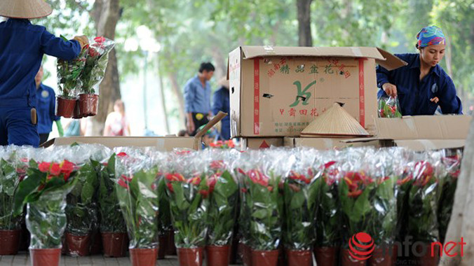 Việc bỏ hoa trong những thùng cát tông có chữ nước ngoài khiến nhiều người hoài nghi về nguồn gốc của hoa đang trang trí. Ảnh: Infonet.