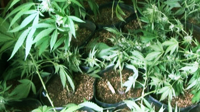 Số cần sa đang bị thu giữ.