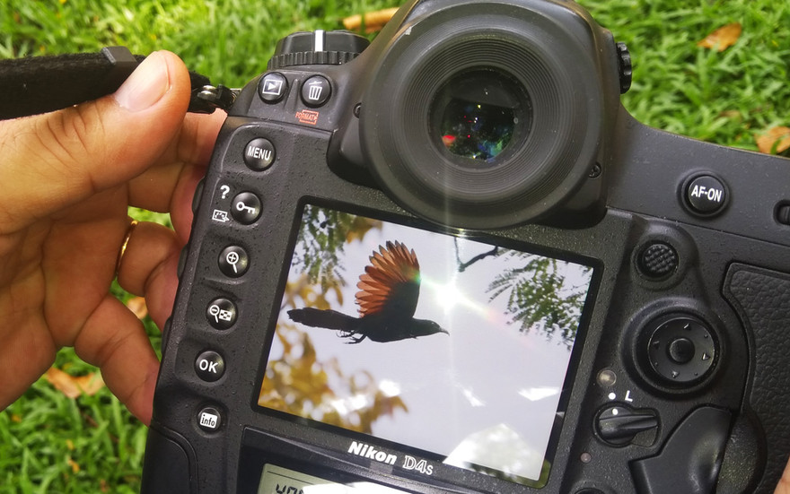 Săn ảnh chim trời vào thành phố trong thời gian 'cách ly xã hội'