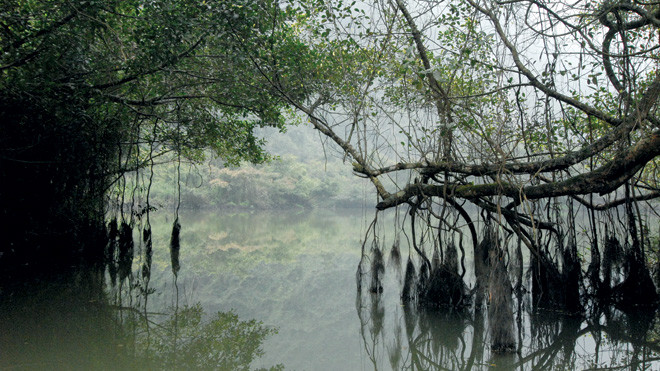 Một phần rễ cây si. Ảnh: Minh Đức