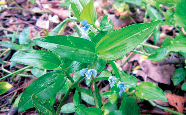 Cỏ trai là món ăn của người nghèo một thời chưa xa. Ảnh: Nhụy Nguyên