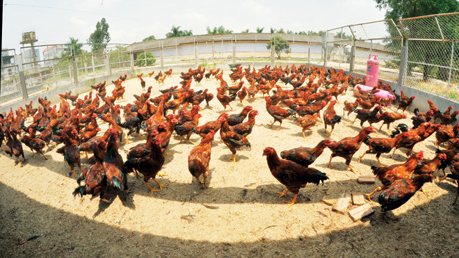 Đàn gà 9 cựa của Dabaco. Ảnh: N.Trường