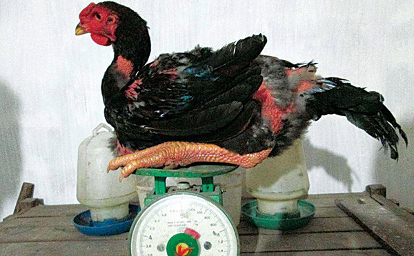 Gà Hồ. Ảnh: facebook Gà Hồ 