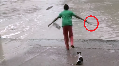 Người phụ nữ đuổi cá sấu bằng dép xỏ ngón.