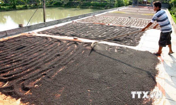 Nông dân huyện Đồng Phú (Bình Phước) thu hoạch hạt tiêu bán cho các nhà máy chế biến xuất khẩu. Ảnh: Đình Huệ/TTXVN