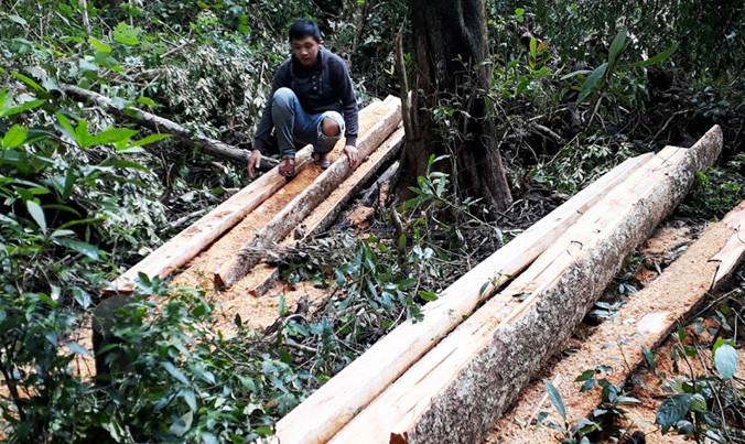 Gỗ bị khai thác trái phép tại cánh rừng xã Lơ Pang.