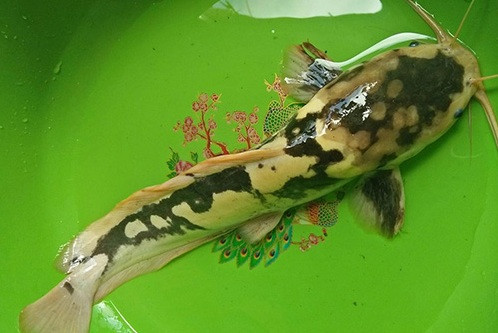 Cá trê được anh Hòa nuôi làm kiểng. Ảnh: Tân Duy.