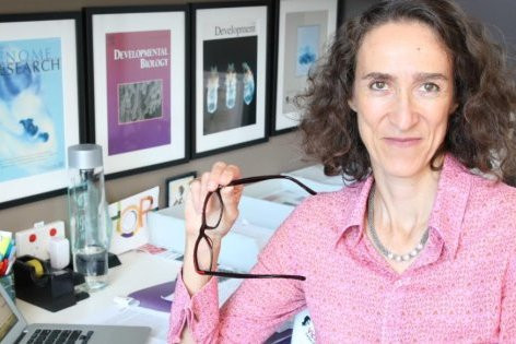 GS Sally Dunwoodie cho biết vitamin B3 có khả năng ngăn ngừa sảy thai và dị tật bẩm sinh ở thai nhi (Ảnh: Huffingtonpost.com.au).