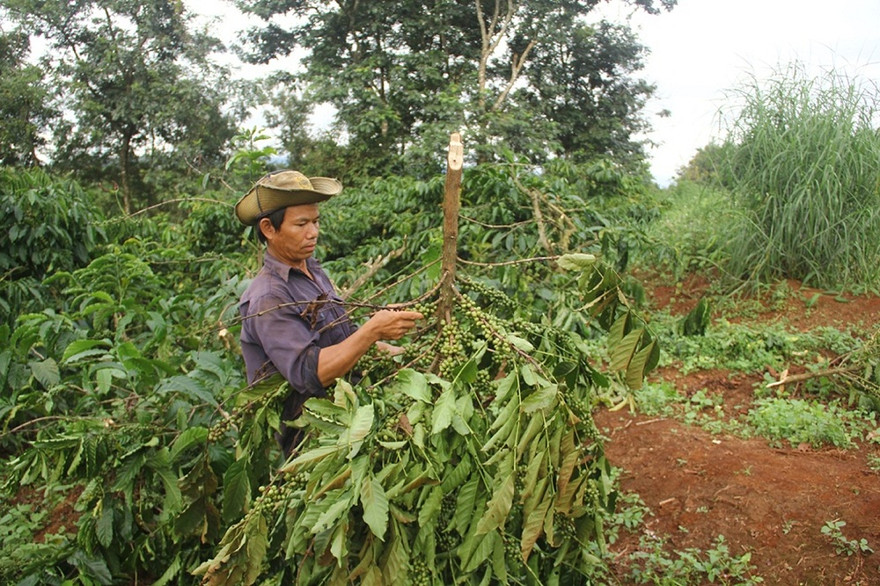 'Chết đứng' vì hàng trăm cây cà phê bị nhổ trộm, chặt phá