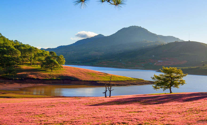 Đồi cỏ hồng đẹp như tranh ở Đà Lạt.
