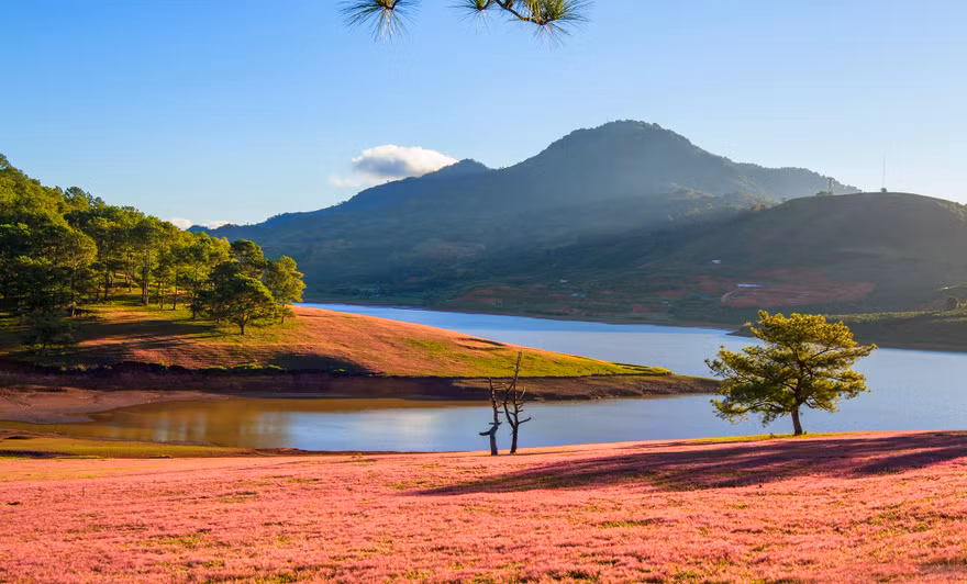 Đồi cỏ hồng đẹp như tranh ở Đà Lạt.