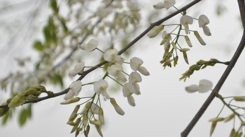 Hà Nội mùa hoa sưa