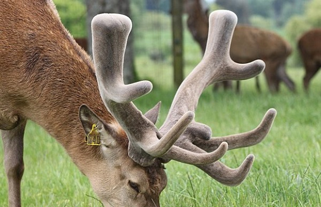 Nhung hươu - vị thuốc bạc triệu chữa yếu sinh lý