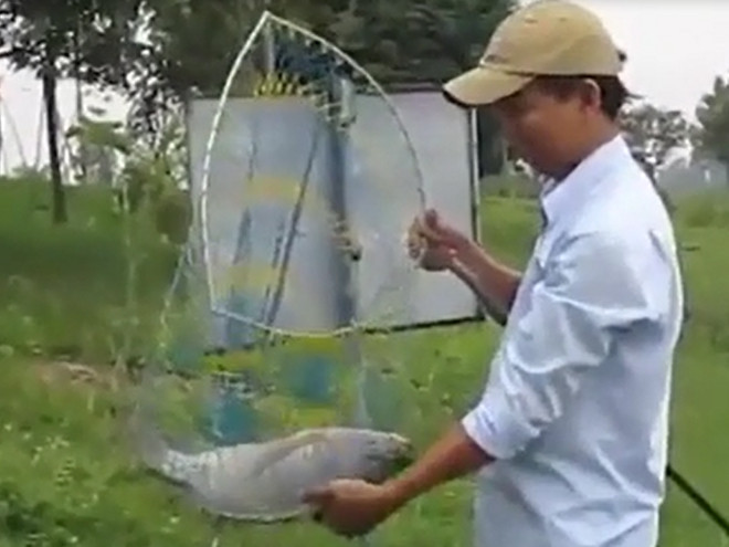 Câu được cá rô phi nặng...3kg