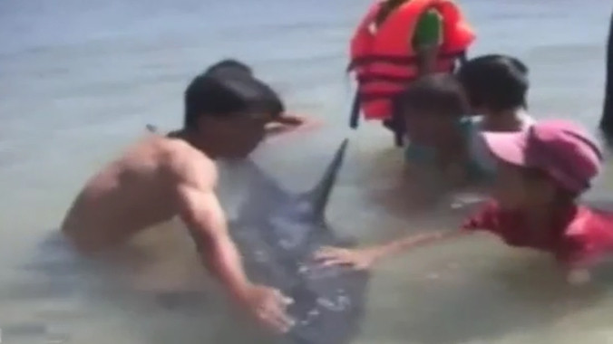 Phát hiện cá heo bơi lạc vào đìa tôm bỏ hoang