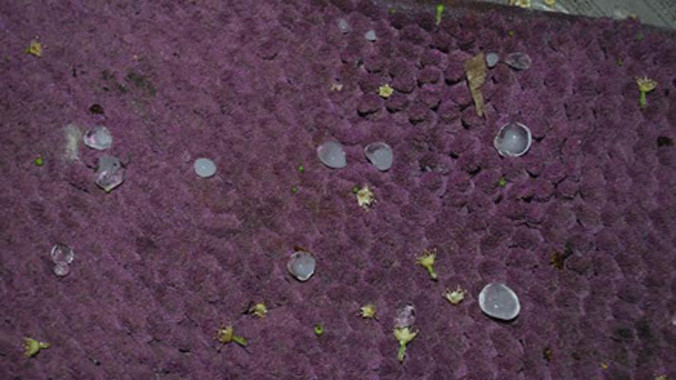 Thời gian mưa ngắn và hạt mưa đá nhỏ nên không gây thiệt hại.