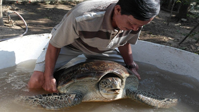 Rùa nặng 68 kg.