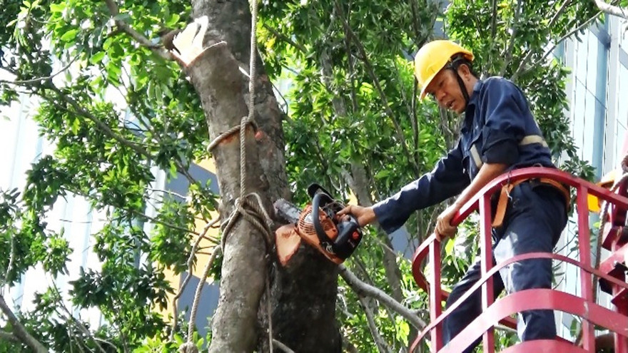 Bắt đầu di dời, đốn hạ hàng cây cổ thụ trên đường Tôn Đức Thắng