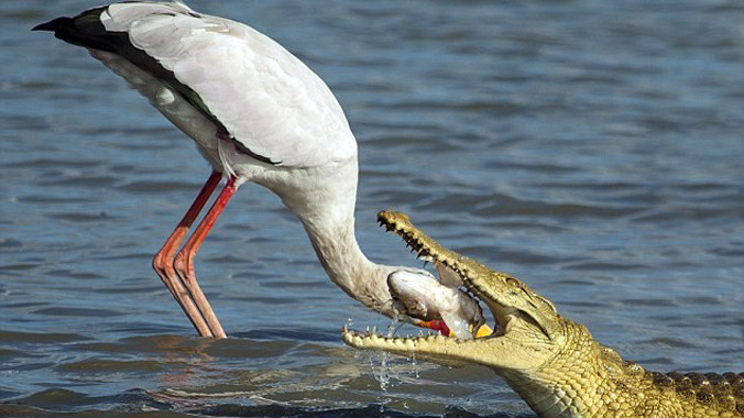 Trông như sát thủ đầm lầy đớp trọn đầu của một con cò. Nhưng thực chất đó là một cú cướp mồi ngoạn mục của cá sấu.