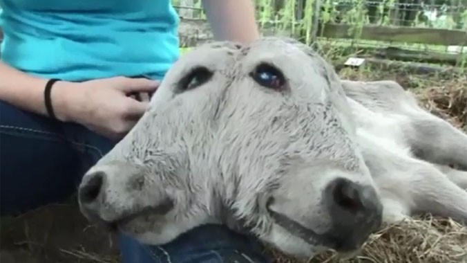 Bê 2 đầu xuất hiện tại Mỹ