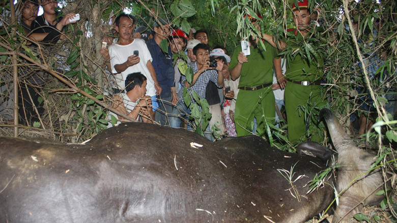 Bò tót chết ngay khi cơ quan chức năng chưa kịp vào cuộc. Ảnh: Nguyễn Thành