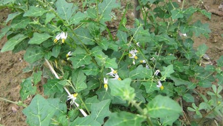 Cây Cà gai leo là dược liệu đã được nghiên cứu kỹ lưỡng tại Viện dược liệu Trung ương và được chứng minh có tác dụng ức chế vi rút gây viêm gan B