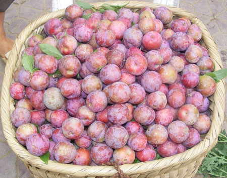 Mận hậu, mận tam hoa đặc sản chỉ có ở Việt Nam