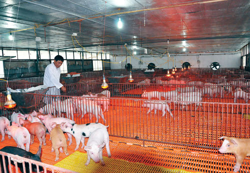 Khu úm - chăm sóc lợn con sau khi được cai sữa. Ảnh: Hải Đăng