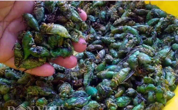 Dù có giá lên đến nửa triệu đồng/kg, song, ve sầu vẫn hút người mua