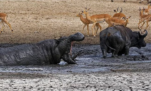 Hà mã ngoác miệng thị uy nhằm đuổi trâu rừng khỏi vũng nước. Ảnh: Latest Sightings.