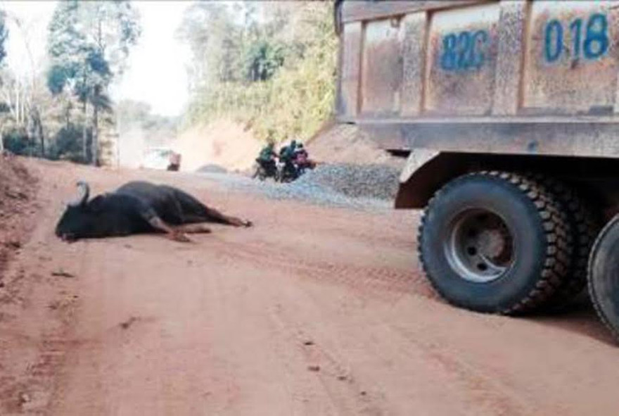 Bò tót chết do tự va vào xe tải