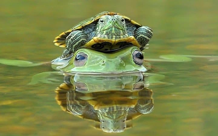 Dù tốc độ bơi dưới nước không chậm như đi bộ trên cạn, con rùa này vẫn thích được ếch xanh cõng qua sông ở Padang, Indonesia. Ảnh: Riau Images