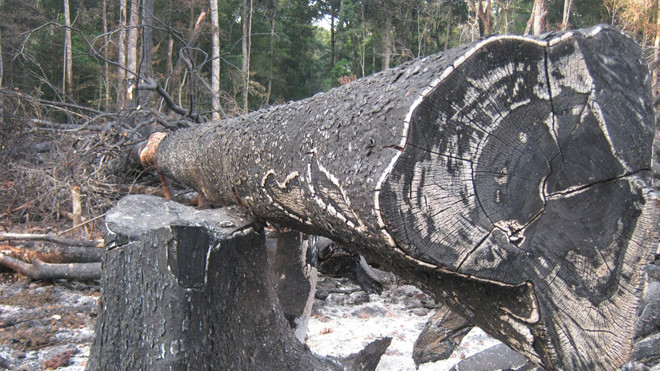 Rừng ở Kon Plong (Kon Tum) bị phá không thương tiếc