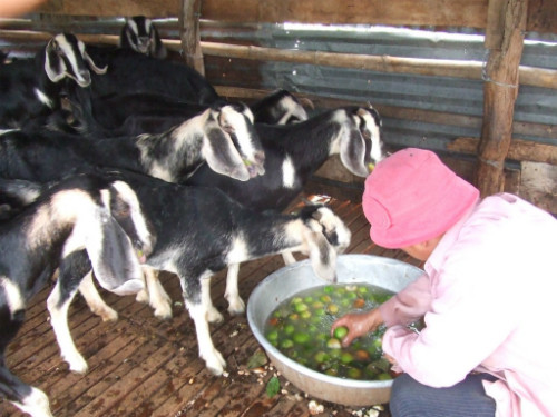 Ông Tâm cho dê ăn táo bị loại ra.