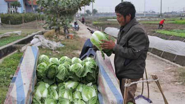 Rau củ được mùa, giá xuống dưới 1.000 đồng