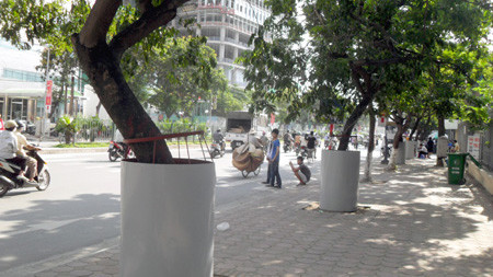 Cây sưa có giá trị kinh tế cao nên thường bị cưa trộm.