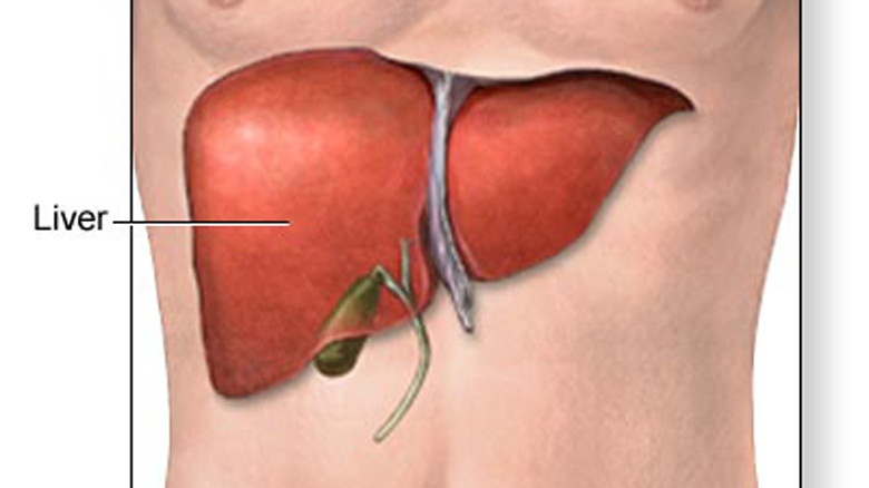 Thuốc dược liệu Boganic bổ gan vào bệnh viện