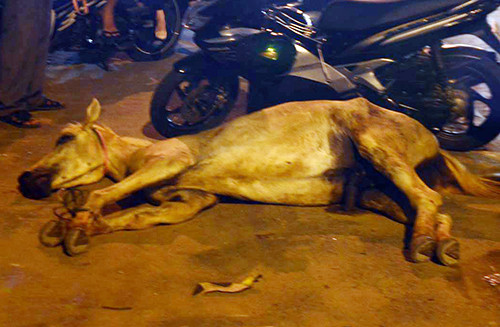 Chú ngựa nằm bất động bên đường sau khi đâm vào ôtô. Ảnh: Thái Hà.