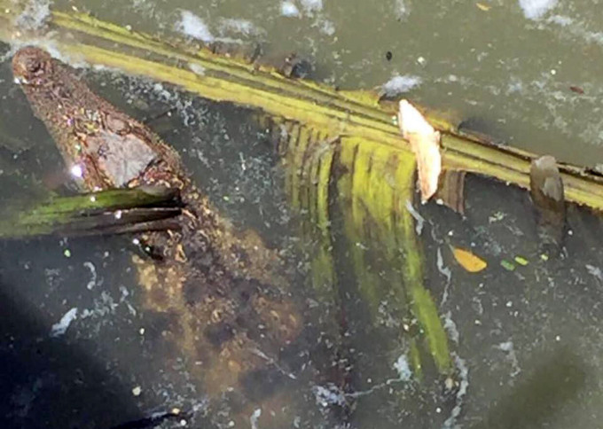 Con cá sấu nằm dưới kênh Tẻ. Ảnh: VNE