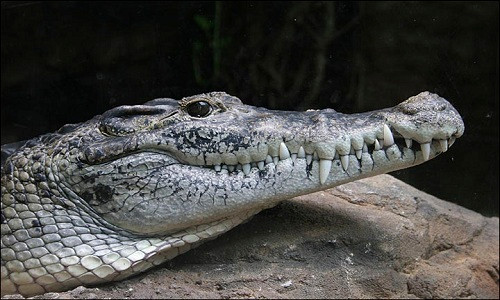 Nhiệt độ trên xe tải là âm 10 độ C, các loài bò sát có thể chết ở nhiệt độ này nên chúng được đặt trong các thùng xốp đặc biệt. Ảnh: Wilfried Berns.