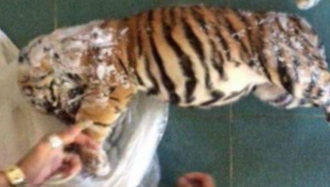 Một con hổ đông lạnh.