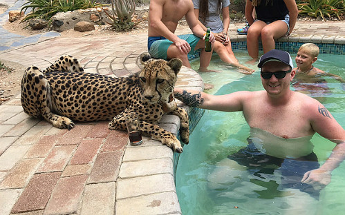 Báo gấm nằm hiền lành bên hồ bơi cả buổi chiều mặc cho mọi người vuốt ve. Ảnh:Telegraph