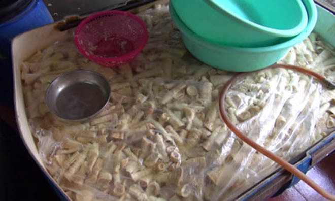 Số măng tại kho nhà ông Lợi đã bốc mùi hôi thối và có dòi.